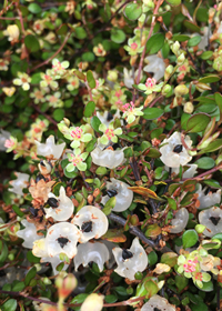 Muehlenbeckia axillaris 